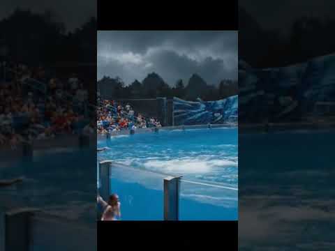 المقطع الأصلي جيسيكا والحوت 