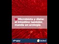 🍎 Microbiota y dieta: el intestino también manda en urología