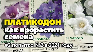картинка: #2 Проращиваю семена платикодона | Как вырастить платикодон из семян | 2021 год