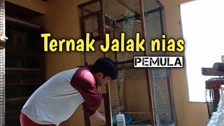 Belajar Breeding Jalak Sepasang dulu
