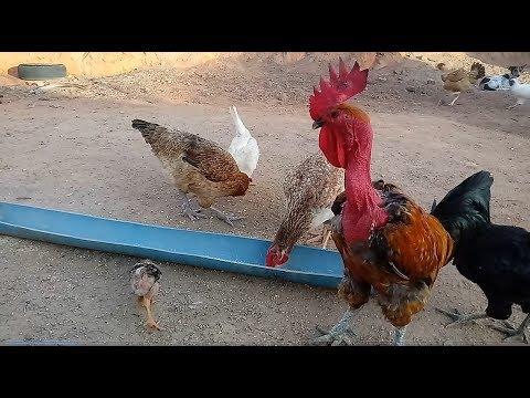 Vídeo: Galinhas e frio: cuidar de galinhas no inverno