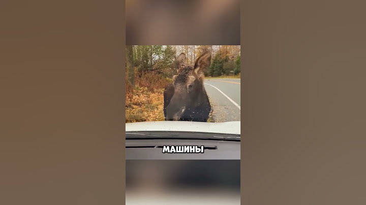 Лосиха рискнула жизнью, чтобы спасти своего малыша😱