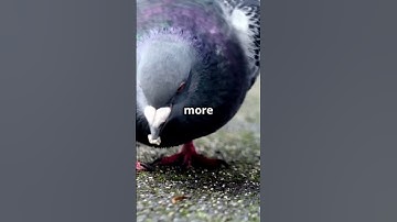 Pigeons Can Recognize Themselves in a Mirror!