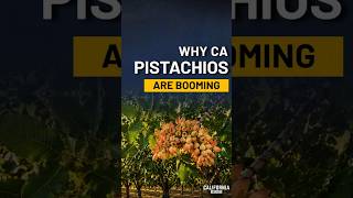The Crop That Made California Wealthy Is Running Out of Water
