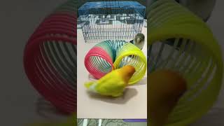 Smart Birds Know How To Perform, They Come Out To Perform Both. #Cuteparrot #Birds #Cute #Parrot