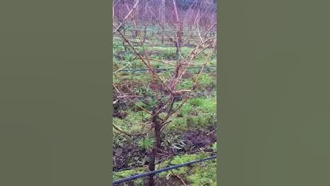 Cane stripping - the results