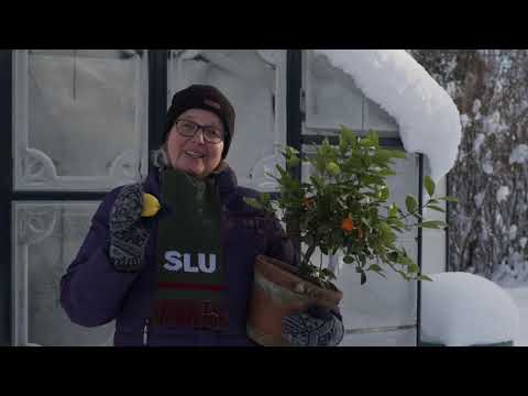 Video: Lär ett nytt husdjur hans namn