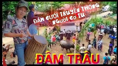 BZ|| Tục cưới truyền thống của người Cơ Tư - Đâm trâu.