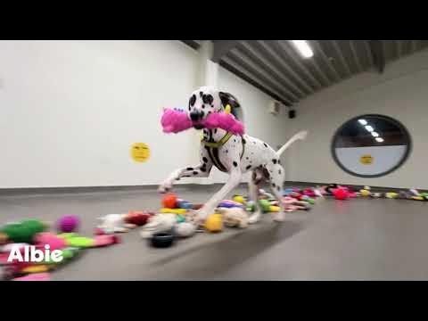 Prevent Bored Dogs With This Pringles Can Dog Game in 2023