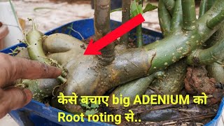 How to survive your big ADENIUM plant if it's roted badly in this rainy season.