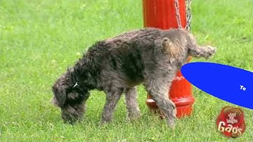 MBTI: Ti vs Te (INTP vs ENTJ)