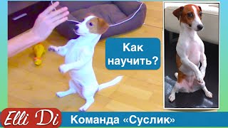 ⁣Команда суслик | зайка | служить. Дрессировка собак с Elli Di.