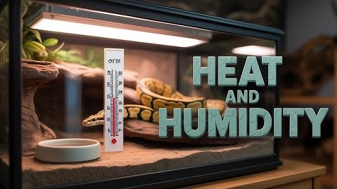 What Makes Ball Pythons THRIVE in Heat and Humidity?