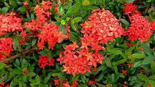 Best Of Nadhif Basalamah   Album Top Playlist 20260121