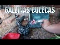 Las gallinas se van a descansar