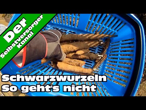 Die Geschichte von den Schwarzwurzeln