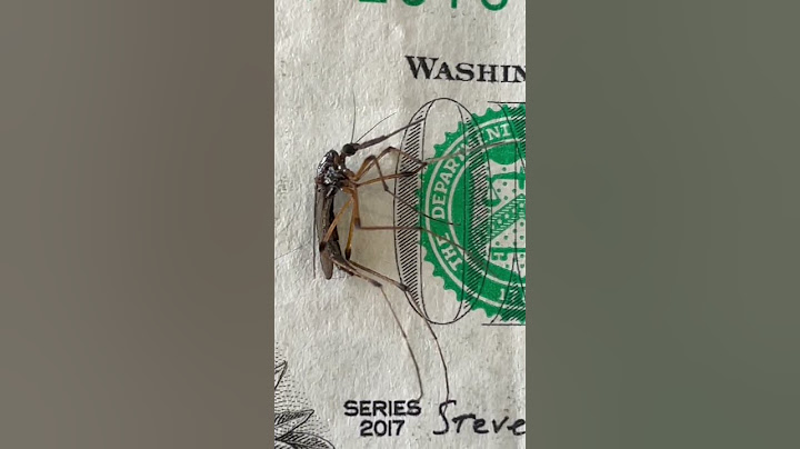 Check out this Crazy Mosquito | South Carolina Insects