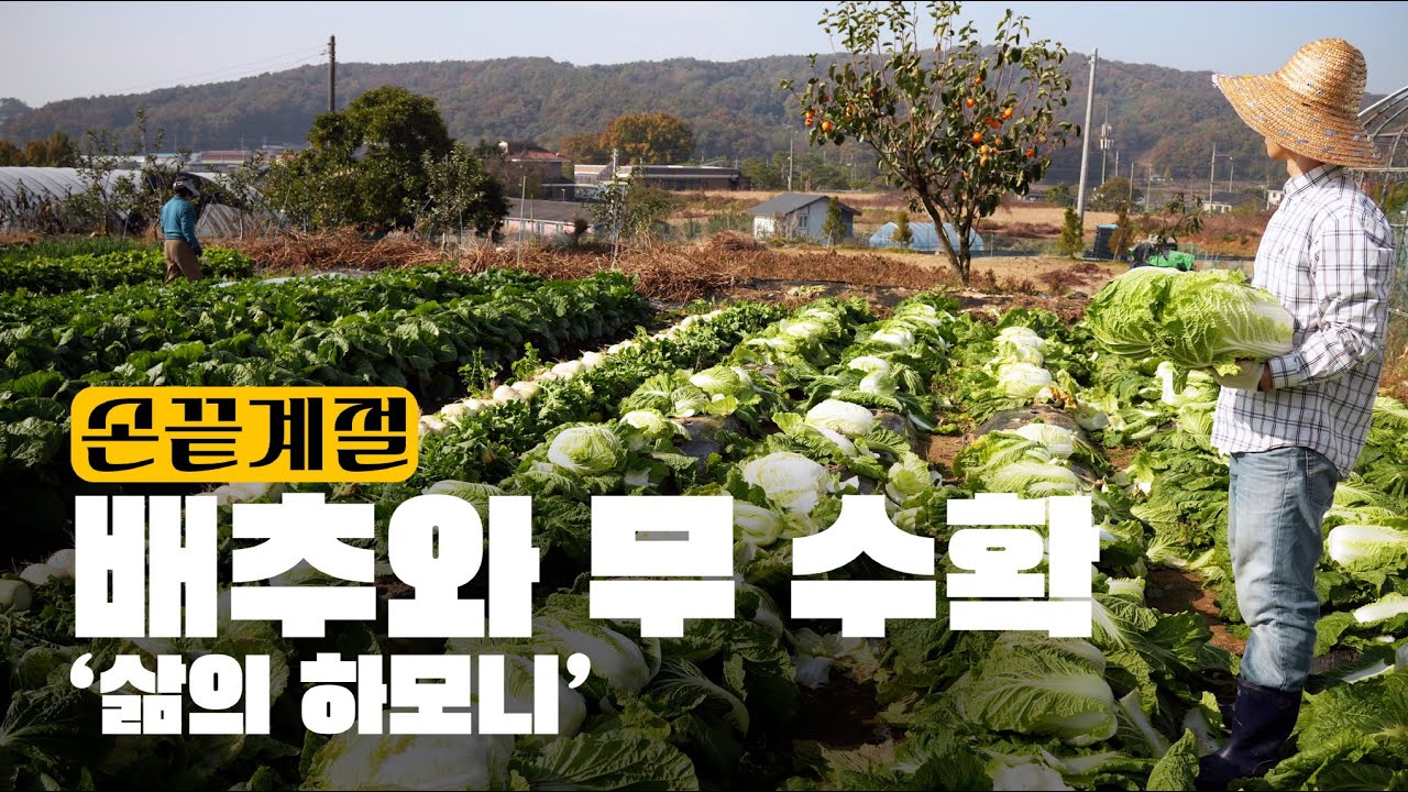 Урожай капусты и редьки | Гармония жизни 🥬