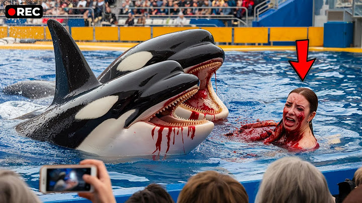 Die TÖDLICHSTEN Orca Angriffe Die Je Auf Kamera Festgehalten Wurden!