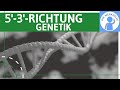 Warum wird immer in 53richtung synthetisiert genetik grundlagen einfach erklrt