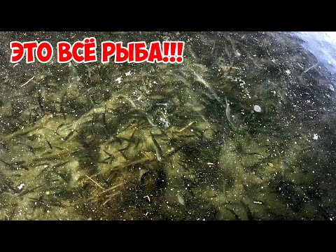 ХОДИМ по РЫБЕ! Кристально прозрачный ПЕРВЫЙ ЛЕД! Рыбалка зимой удивляет