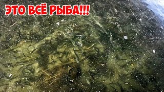 WE WALK on FISH! Crystal clear FIRST ICE! Fishing in winter surprises