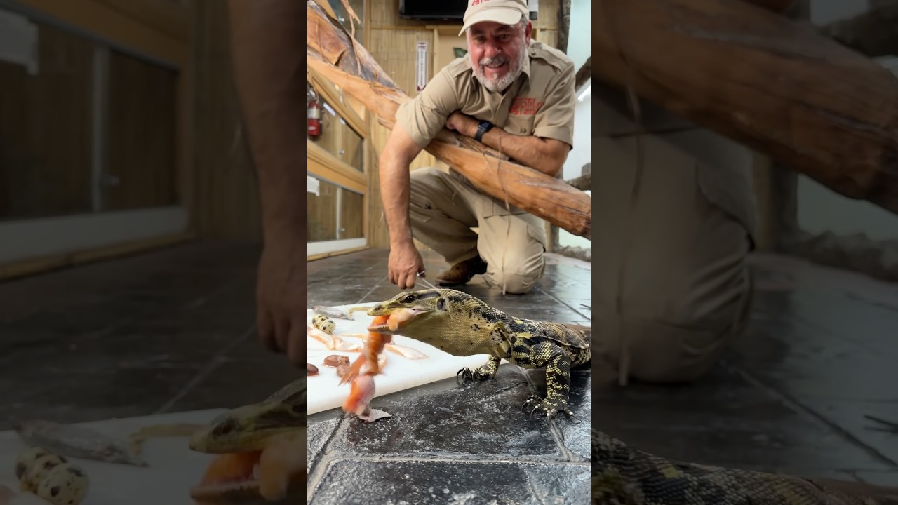 These guys will do anything for food! 🦎