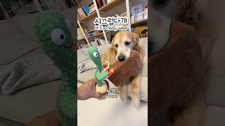 말 따라하는 선인장 때문에 럭키가 미쳐버릴 것 같대ㅋㅋ | 골든리트리버 반응