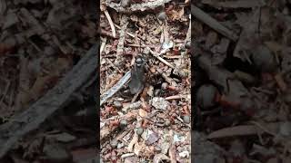 Could ants fly???😱😱😱 #insects #nature #ants #wildlife