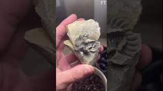 Ancient Trilobite Fossil Reveals MIND-BLOWING 500 Million Year Secret!
