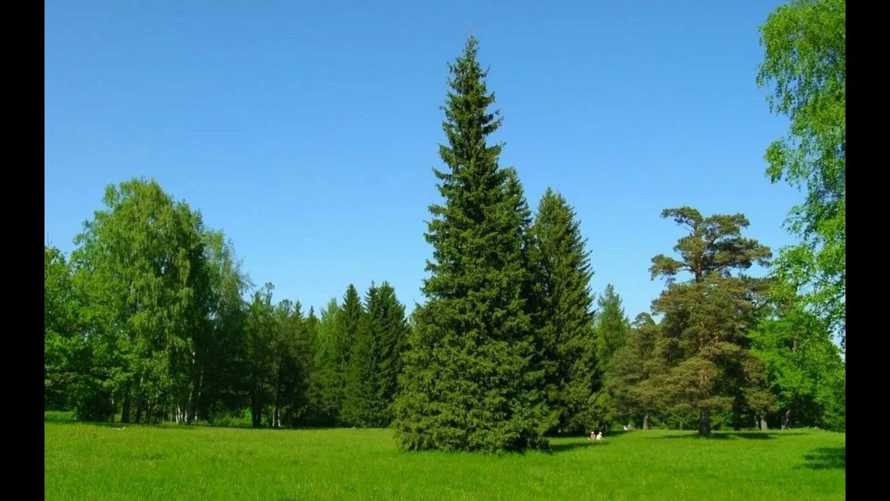 Хвойная поляна. Лиственница Сибирская лес. Лиственница Сибирская аллея. Пихта в Эстонии. Лесопарк ёлочки (лес за Кутузово).