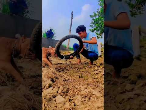 1 shorts                                                   @RitikDogKennel177            #viral