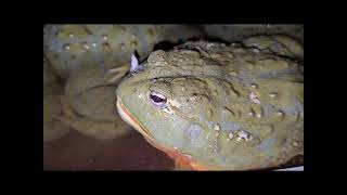 Hamster Is A Bullfrog Treat - Warning Live Feeding