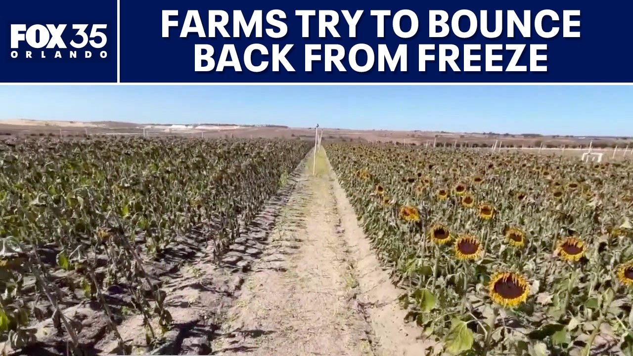 Central Florida farms try to bounce back after freeze destroys crops