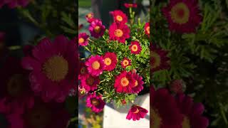 #satisfying🌸🌸🌸 #federation #daisy #shortsfeed #ytshorts #trending