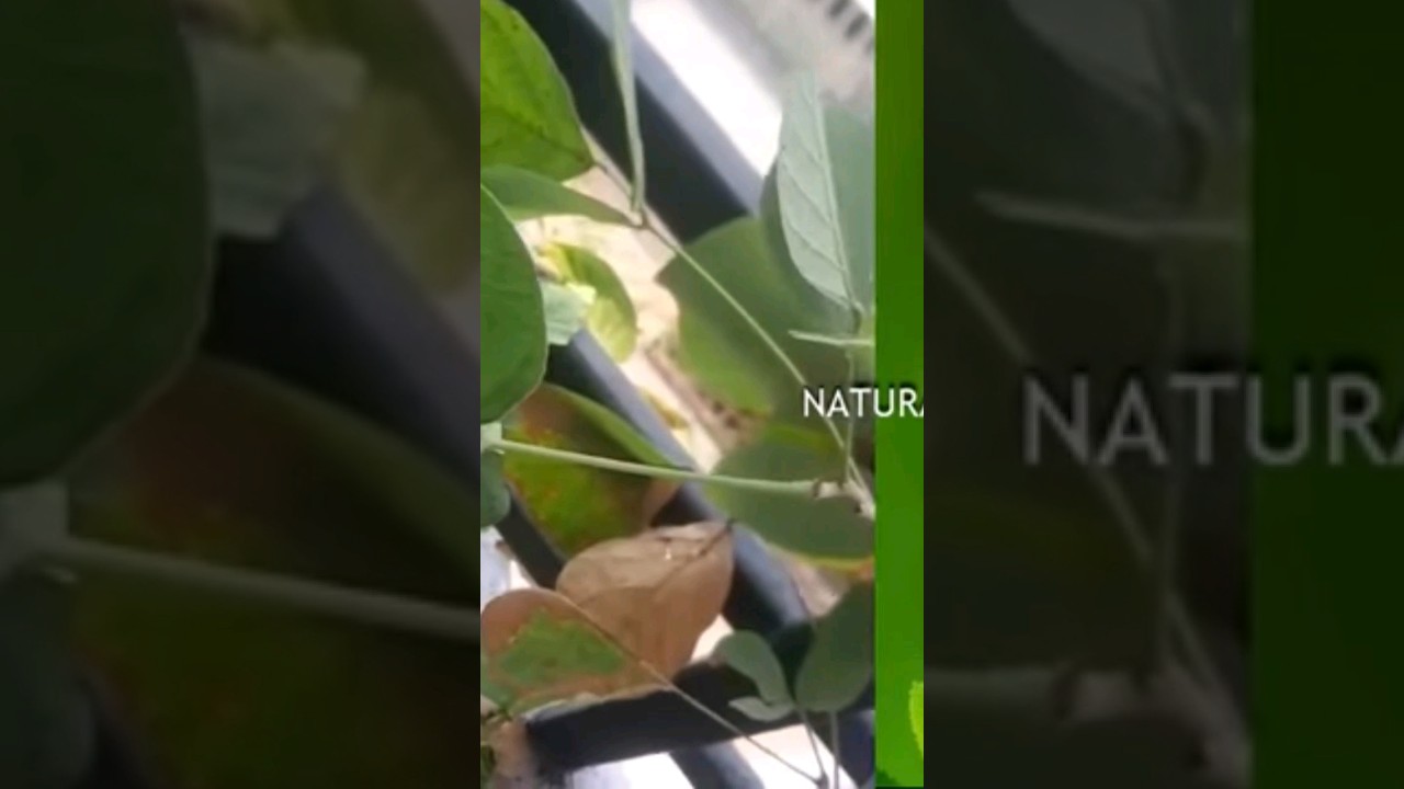 అతీత శక్తులు కలిగిన తెల్ల మోదుగ🖕 పూర్తి సమాచారం ఛానల్ పేరు కింద 