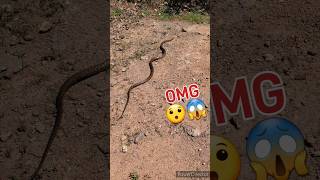Snake released in Nature. #snake #ratsnake #nature #nonvenomous #village #chaloGavkiaur
