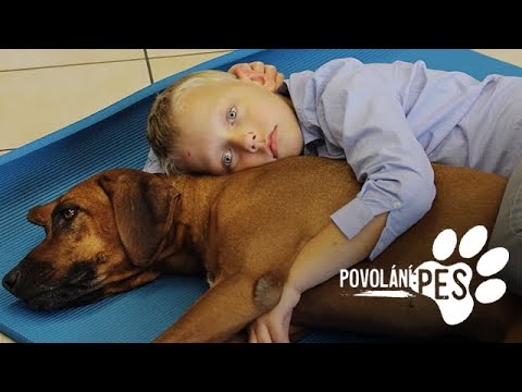 Video: Jak Zacházet S řezem Nebo Modřinou U Psa