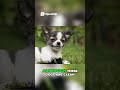 Chihuahua Care  Keeping Your Tiny Dog Happy and Clean