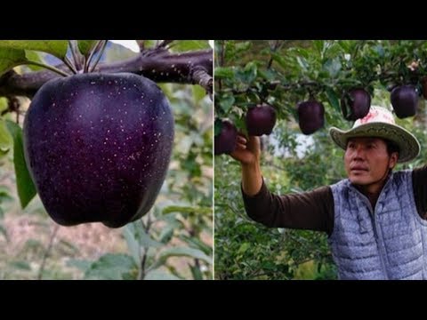 वीडियो: कौन सा सेब जमीन में उगता है