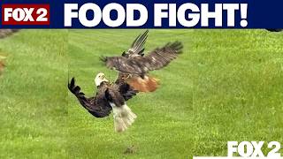 Food fight! Red-tailed hawk attacks bald eagle over food in woman’s yard