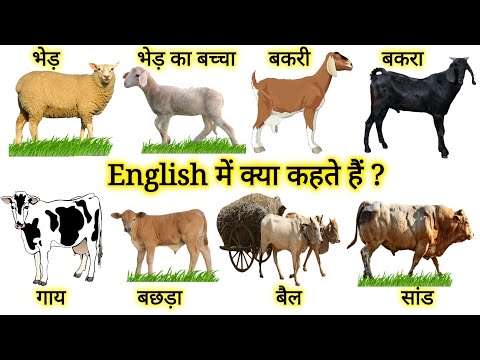 वीडियो: क्या अंग्रेजी भेड़ के बच्चे बहाते हैं?