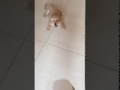 Golden retriever puppy loves to play with the spray Golden retriever puppy loves to play with the spray