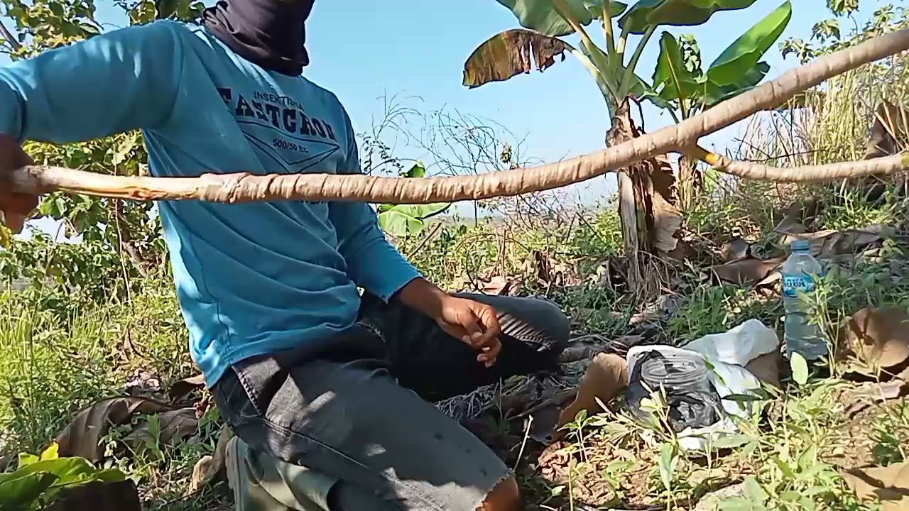 Ternyata Ini Penyebabnya!!! Tanda Perkutut Susah Dipikat