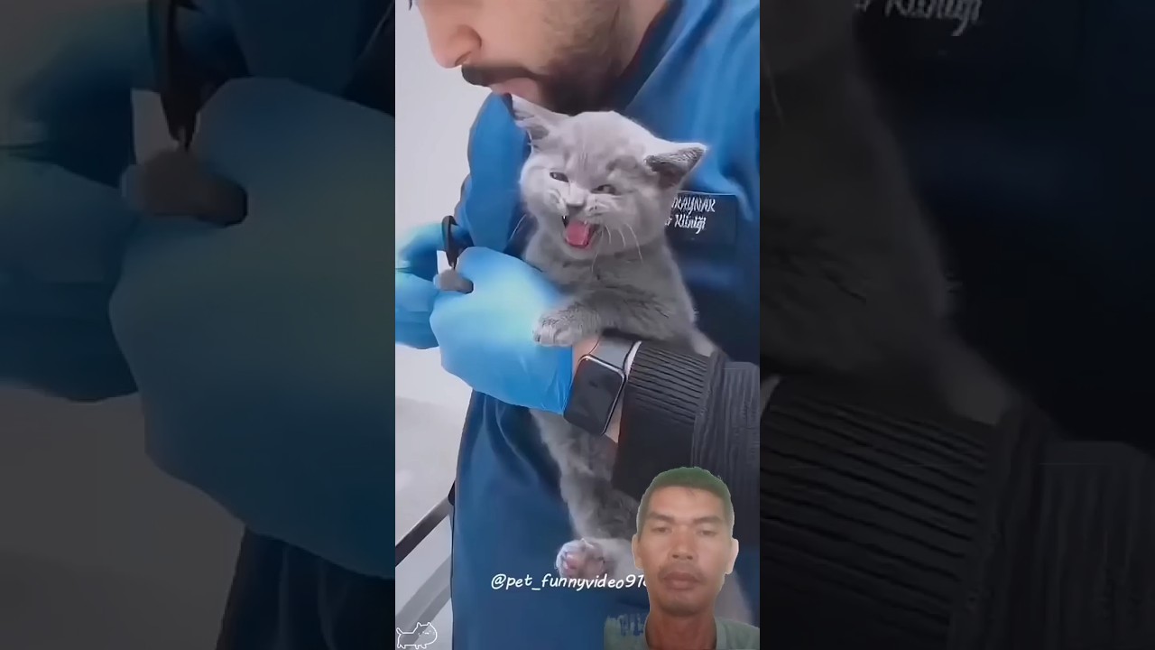 ketika kucing takut disuntik#kucing #cat #takut #lucu #funny #suntik #viralshorts  #shorts