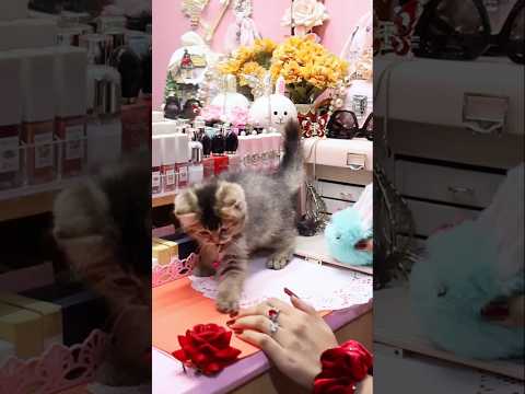 Where Cotton Candy Cloudscome Alive Meet Simba Simba Catplaying Cutiecat Siberiancat