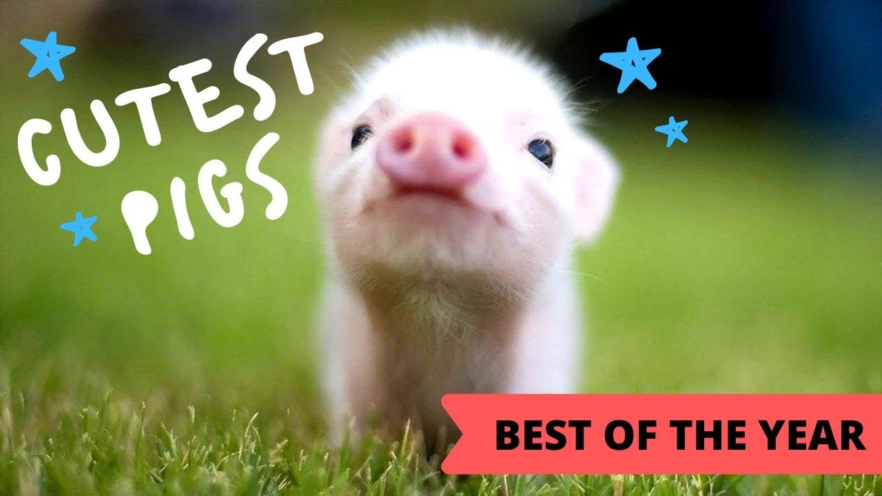 Cutest & Funniest😂Pig🐷 compilation ♡(Pinterest) 😇2020 
