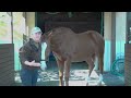 Checking our Horse's Respiration