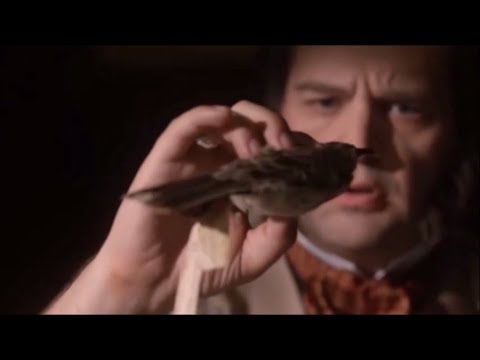 Miniatura de la reseña en video Darwin y el Origen de las Especies Resumen