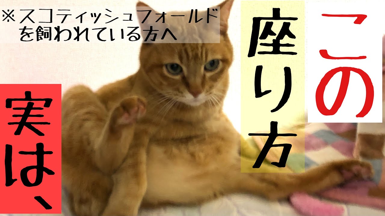 スコティッシュ フォールド 病気